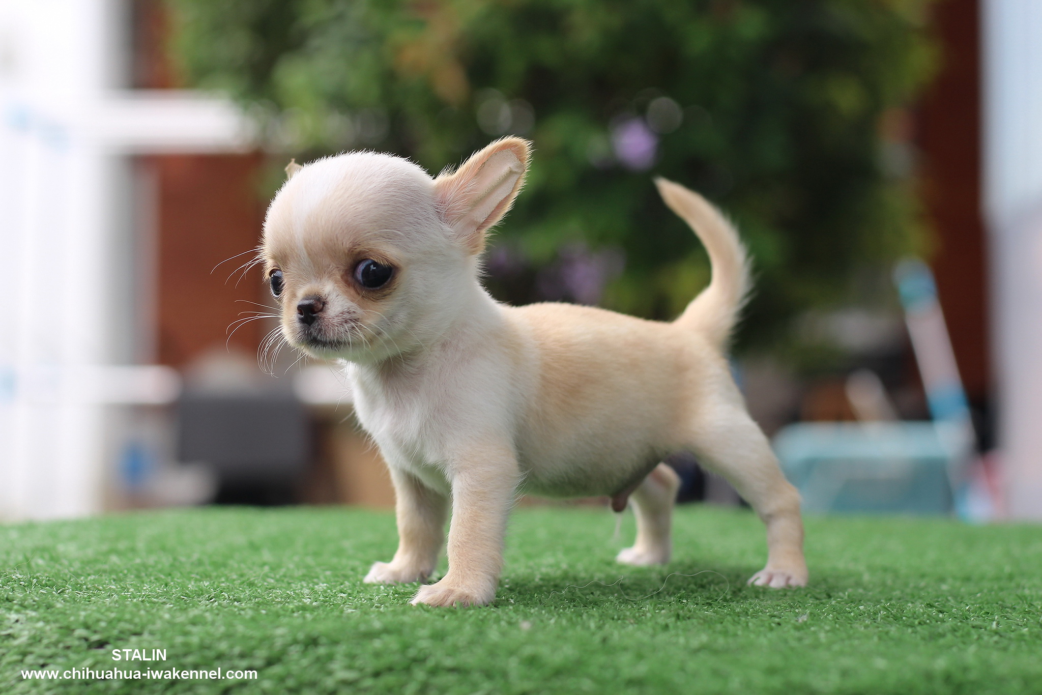 chihuahua chihuahuathailand ขิวาวา ชิวาว่า